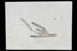 Fossil Plant (Brachyphyllum) - Solnhofen Limestone, Germany #108850-1